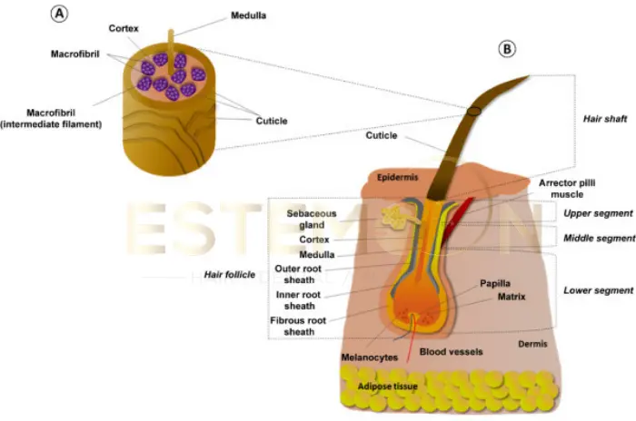 What is Nanotechnology in Hair Care and Scalp Treatments
