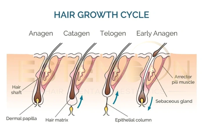 telogen phase